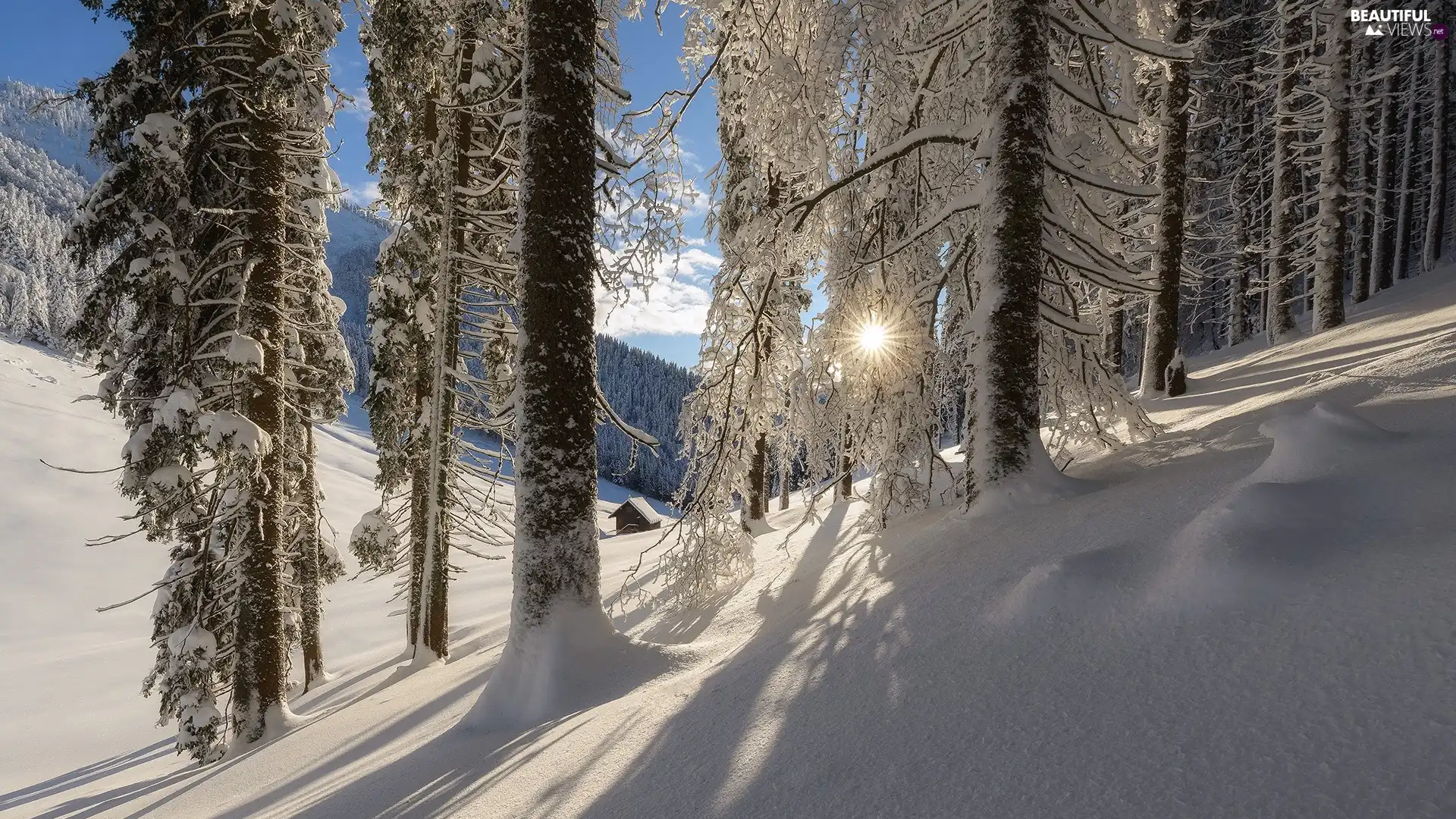 trees, forest, rays of the Sun, Snowy, winter, viewes, house