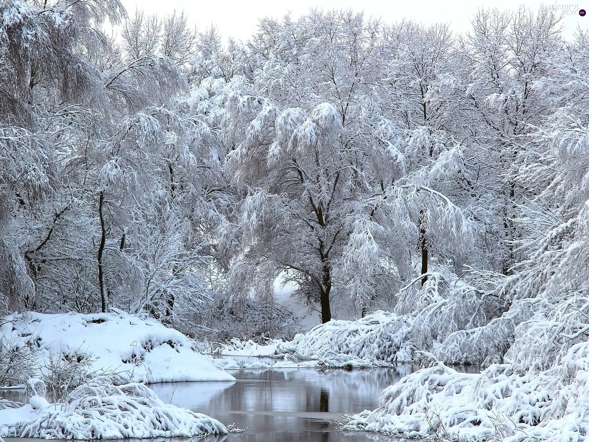 trees, viewes, brook, frosty, winter