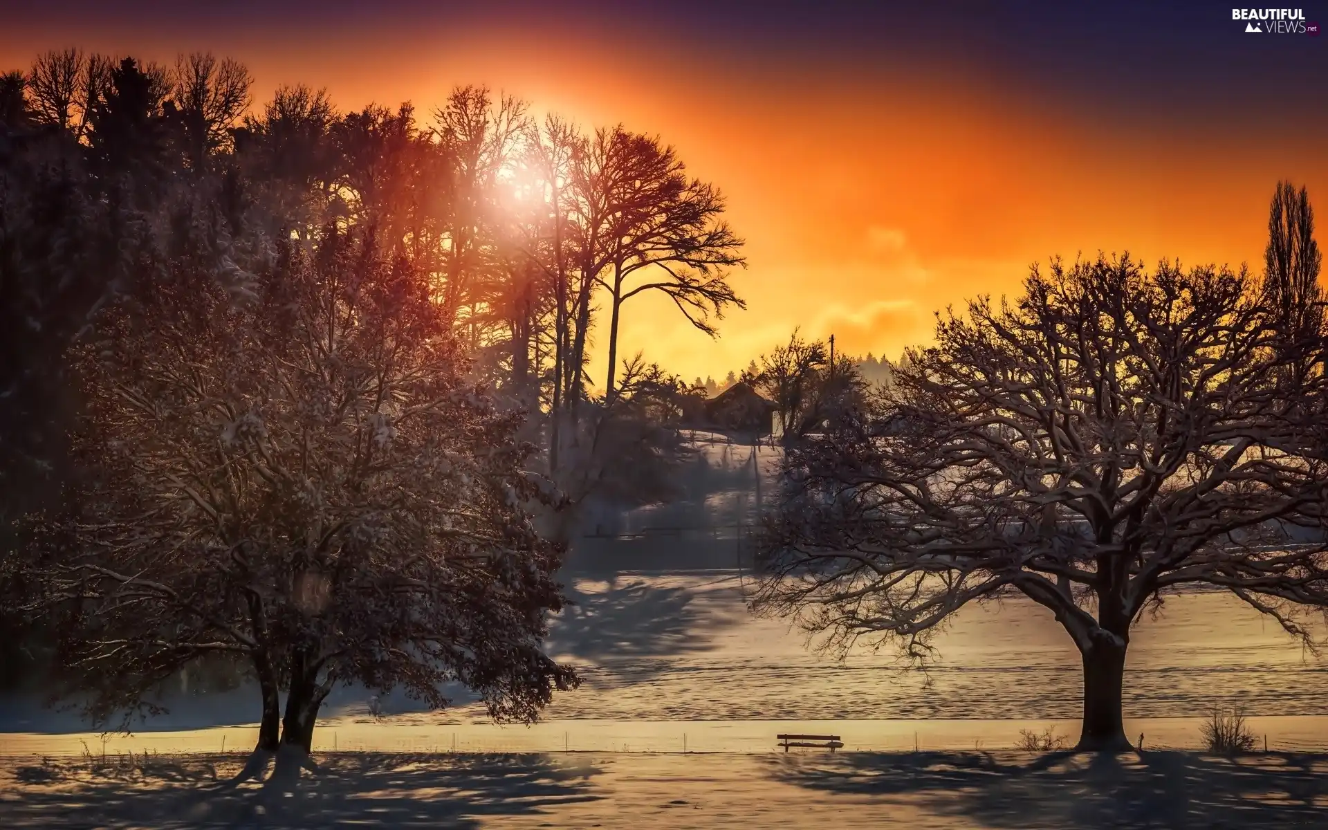 trees, viewes, west, sun, winter
