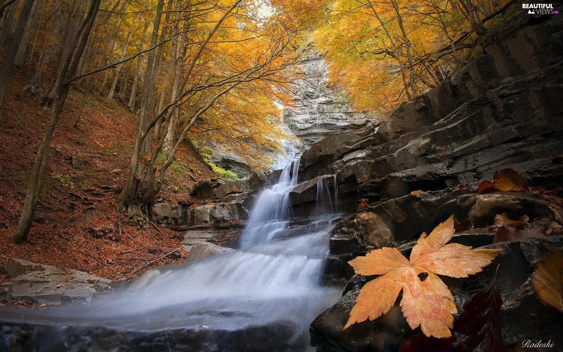viewes, forest, waterfall, trees, autumn, rocks, Leaf