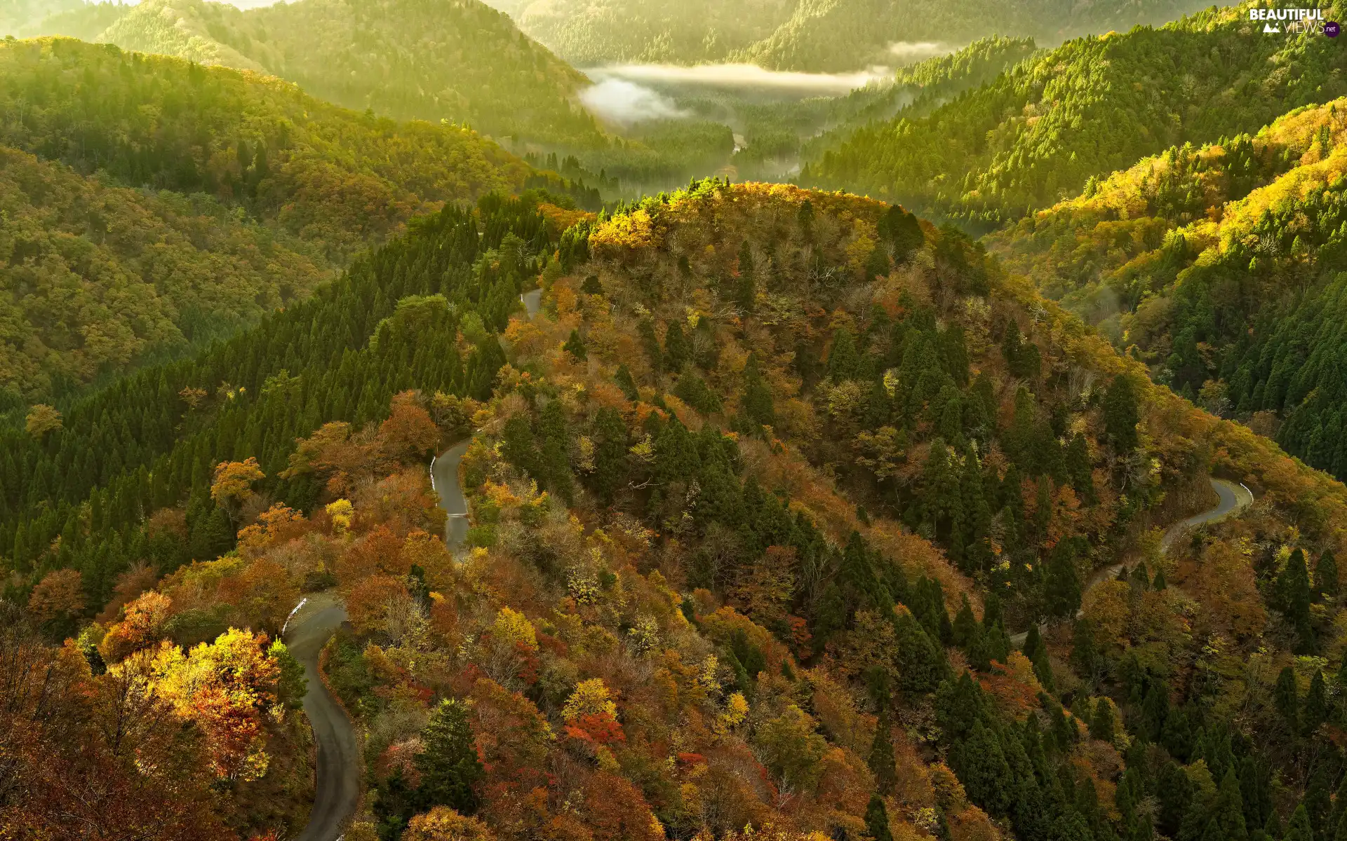 viewes, forest, Way, trees, Mountains, Fog, autumn