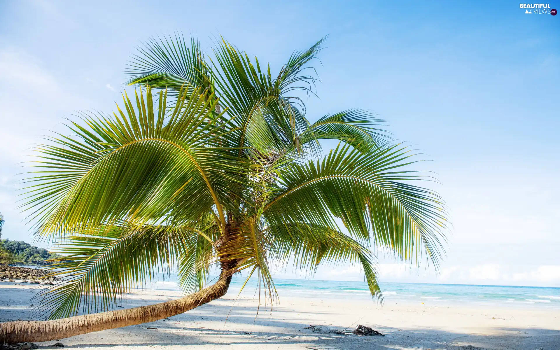 sea, Beaches, Palm, Tropical, inclined, Sand