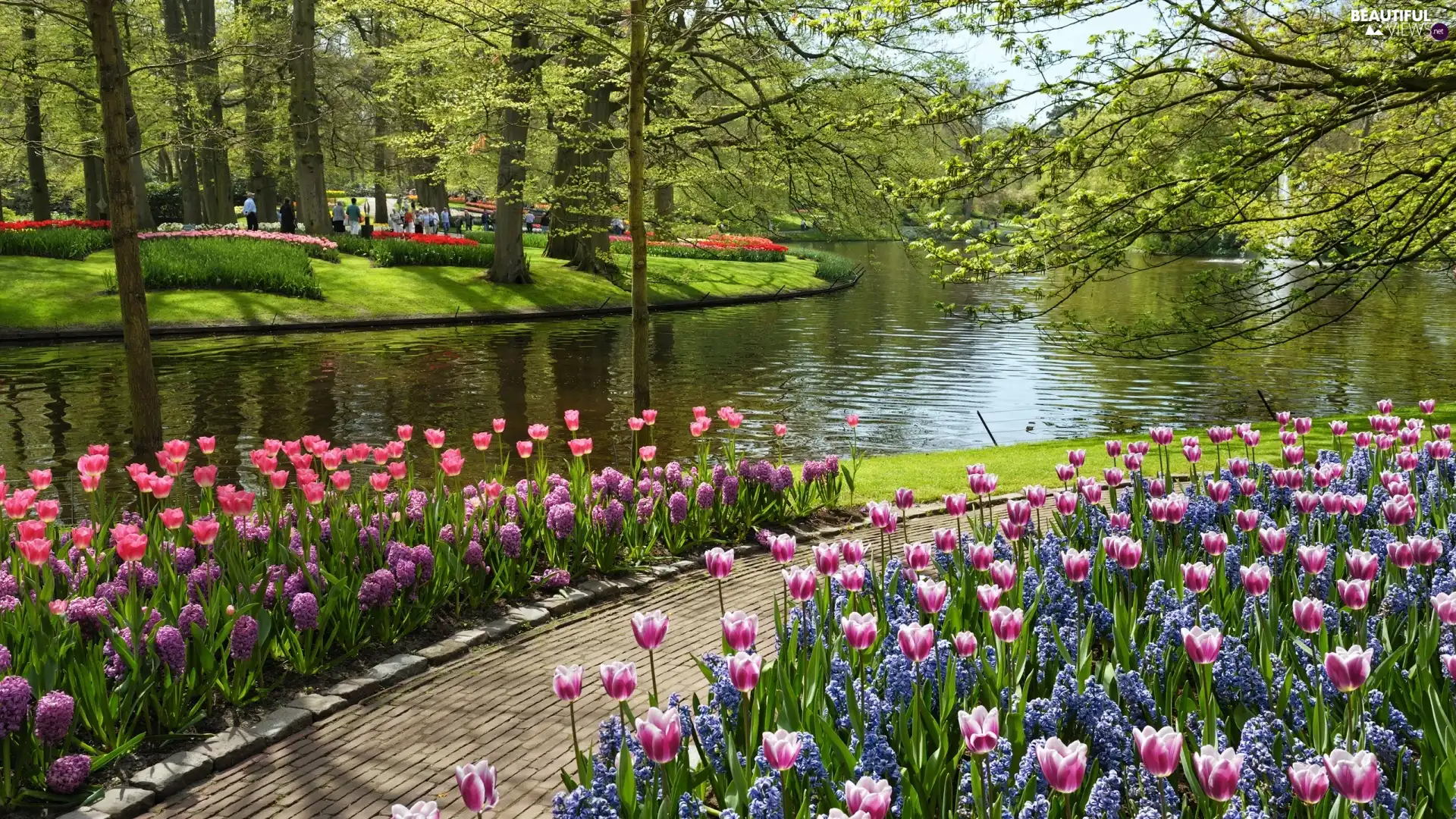 trees, Park, Tulips, Path, viewes, River