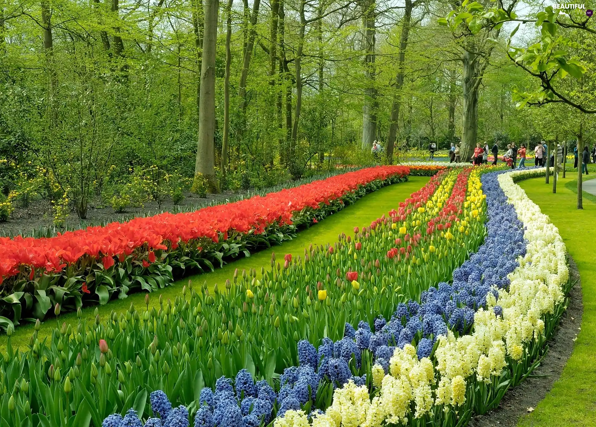 Tulips, walkers, Park, Hyacinths, Spring