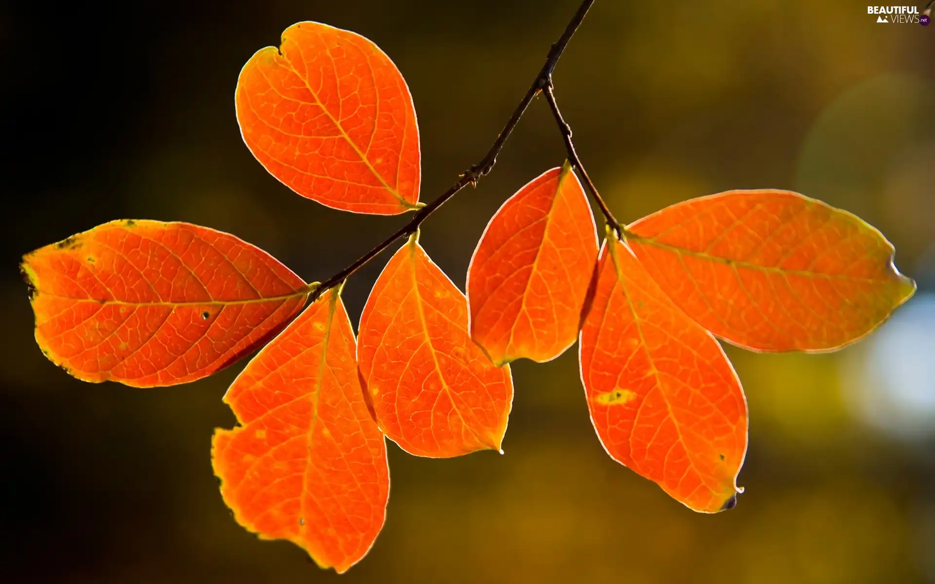 twig, Orange, Leaf