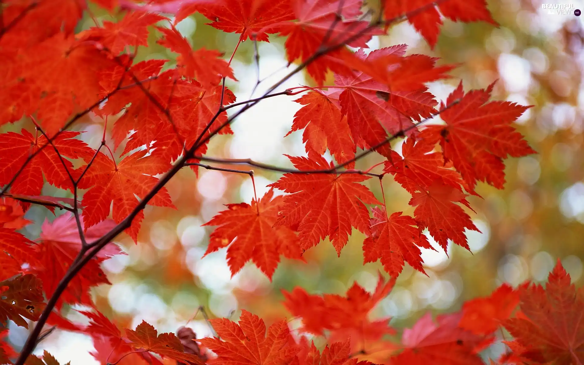 autumn, Leaf, Twigs, Red