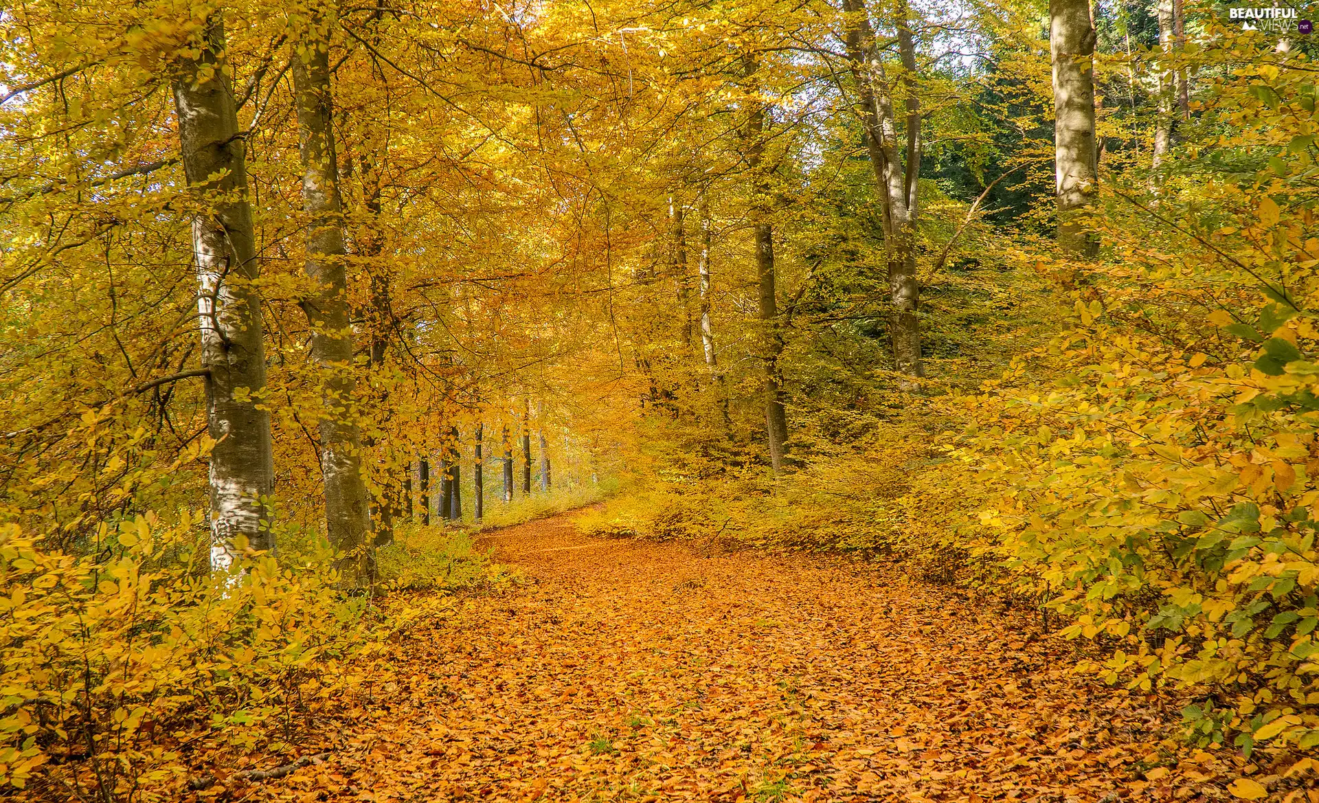 Leaf, VEGETATION, autumn, Yellowed, forest
