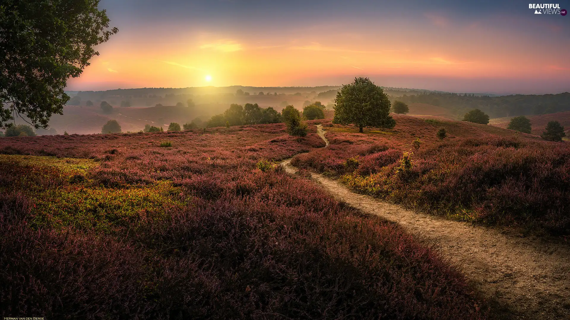 heather, Province of Gelderland, heath, Sunrise, trees, Netherlands, Veluwezoom National Park, Fog, Path, viewes