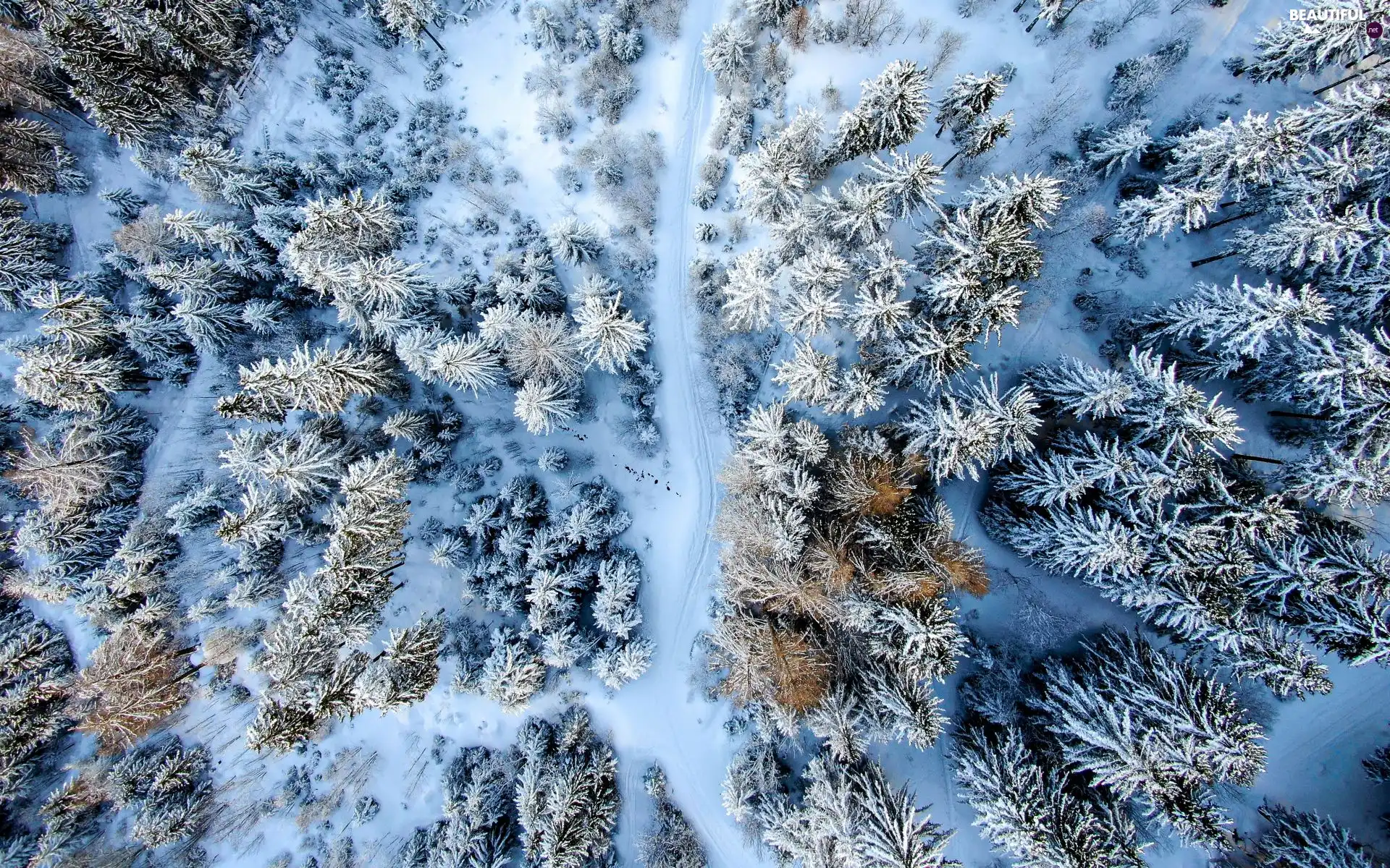 trees, forest, snow, Way, winter, viewes, Aerial View
