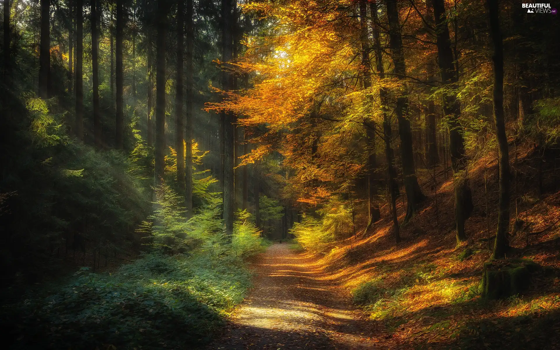 viewes, forest, rays of the Sun, autumn, Way, trees