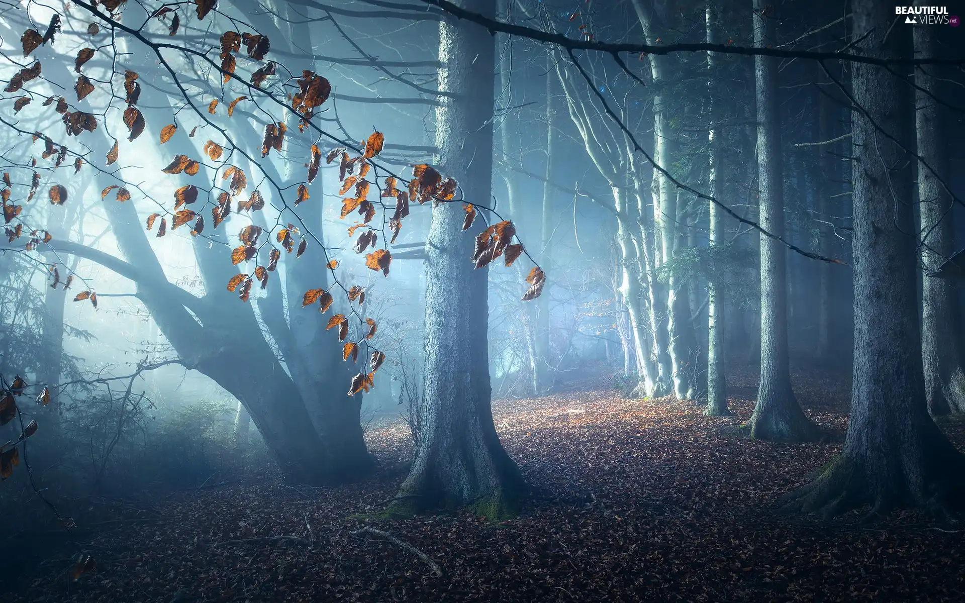 Fog, trees, fallen, viewes, forest, autumn, Leaf