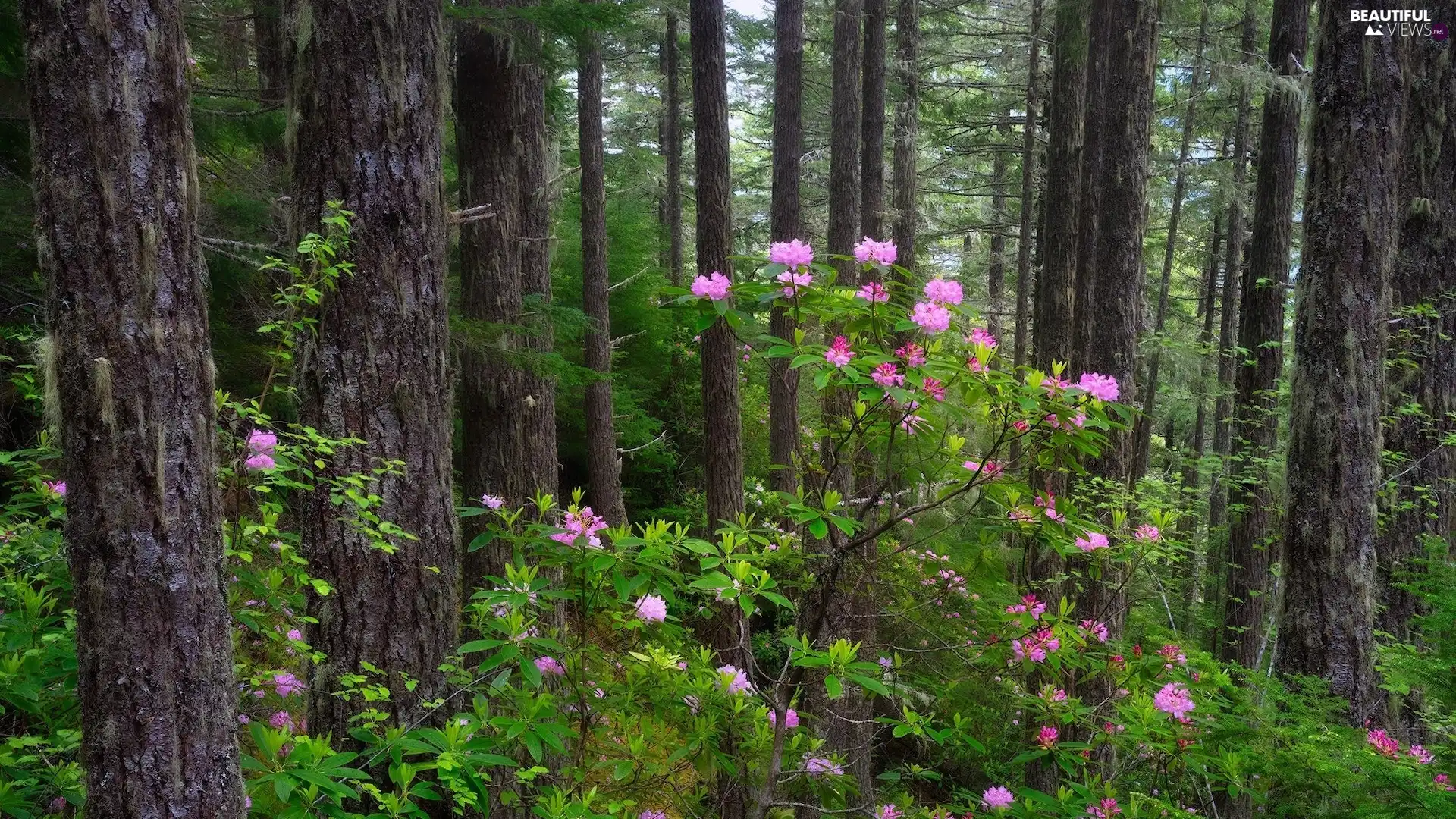 Bush, trees, Flowers, viewes, forest, Pink, Rhododendrons
