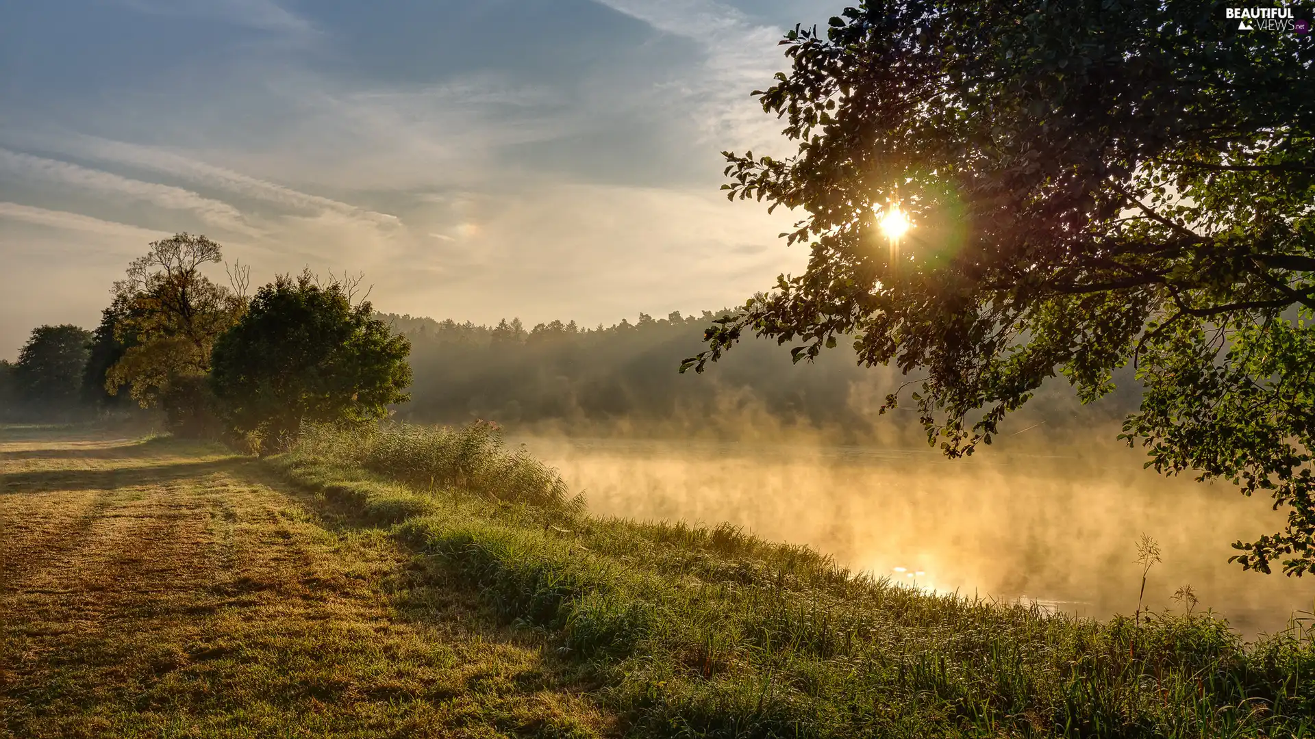 grass, trees, Fog, viewes, River, sun, morning