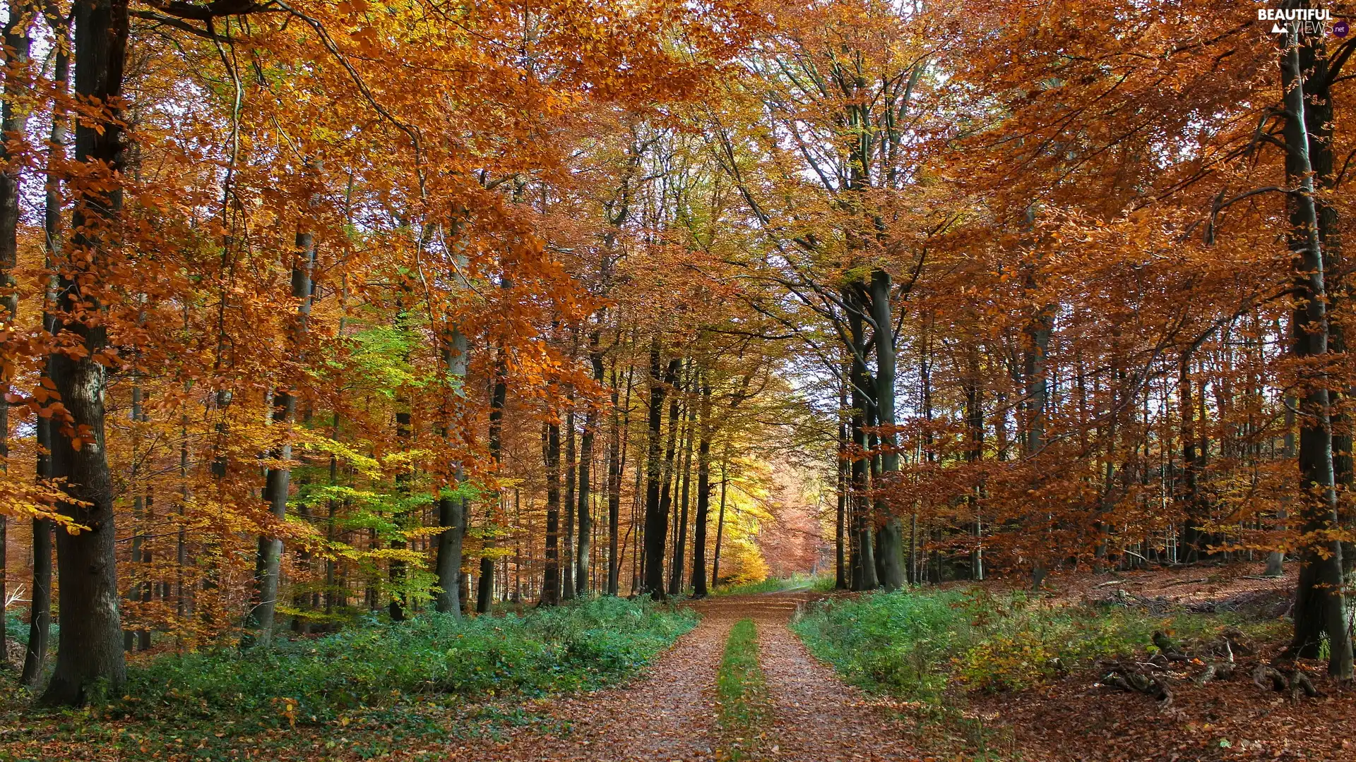 trees, viewes, forest, autumn, Way