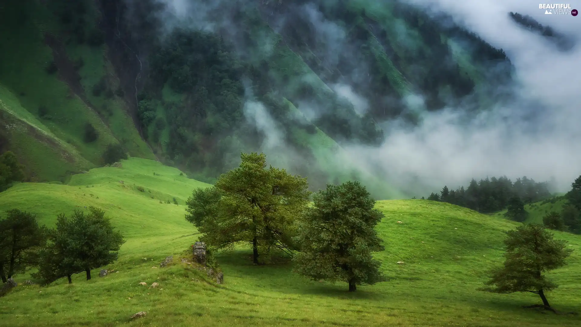 slope, Mountains, trees, viewes, Fog, forested