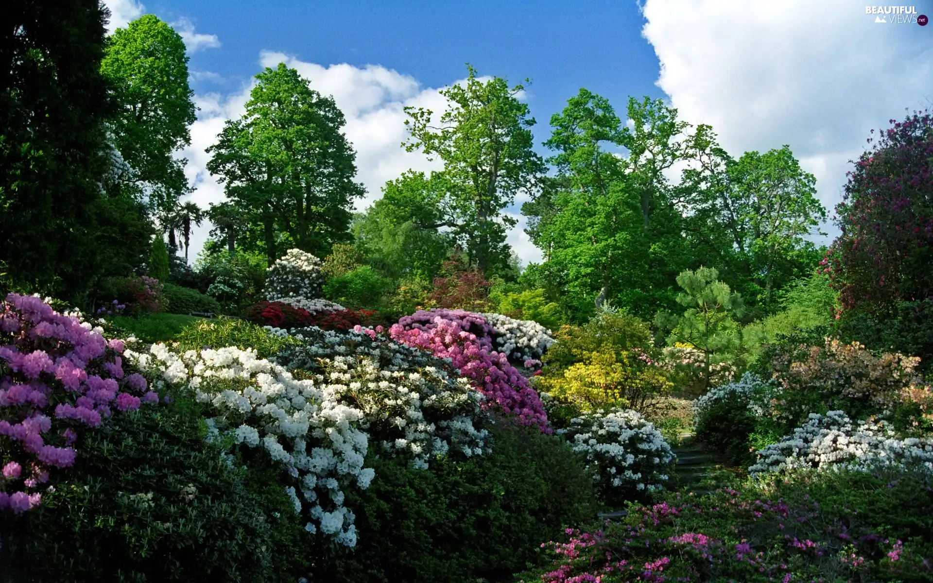 rhododendron, Park, Flowers