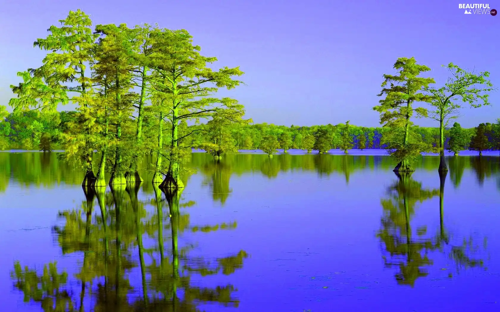 quiet, trees, viewes, lake