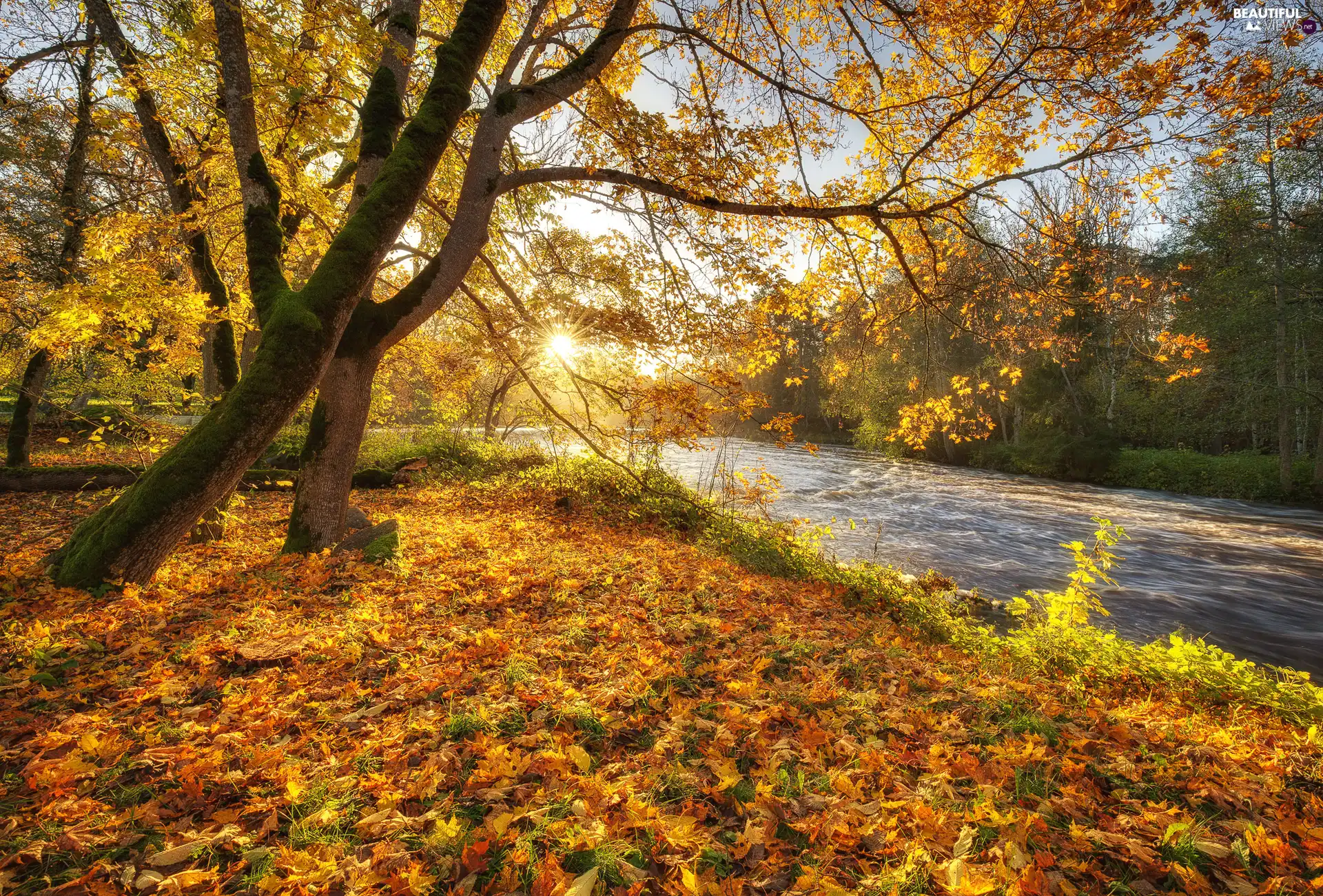 viewes, River, Leaf, rays of the Sun, autumn, trees