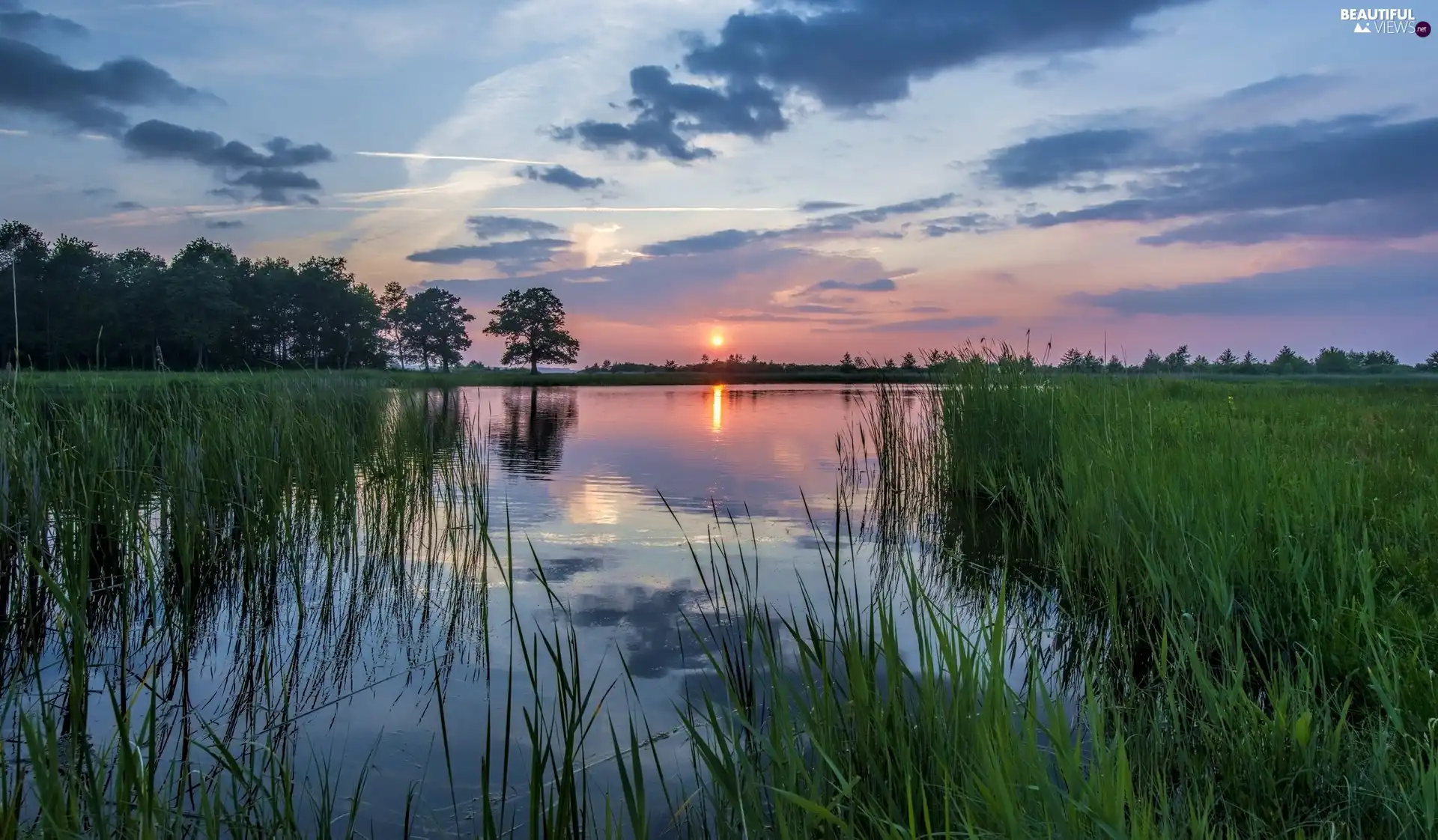 viewes, Great Sunsets, grass, trees, lake