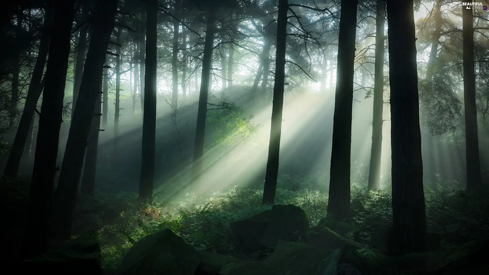 Fog, light breaking through sky, trees, viewes, forest