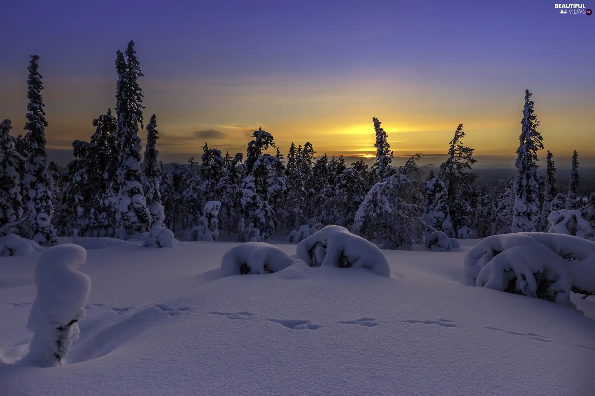 viewes, drifts, traces, Great Sunsets, snow, trees, Snowy, winter