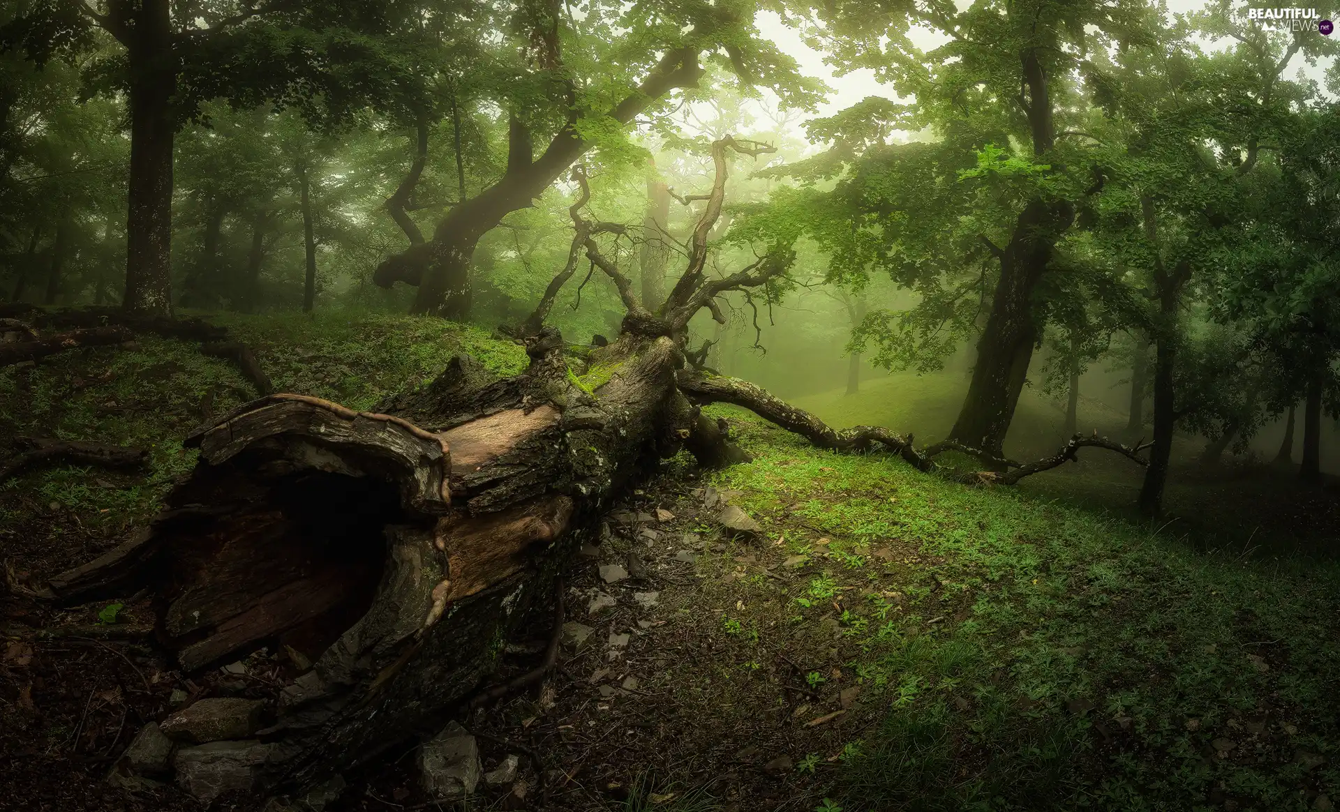 fallen, trees, trunk, viewes, forest, trees, Fog