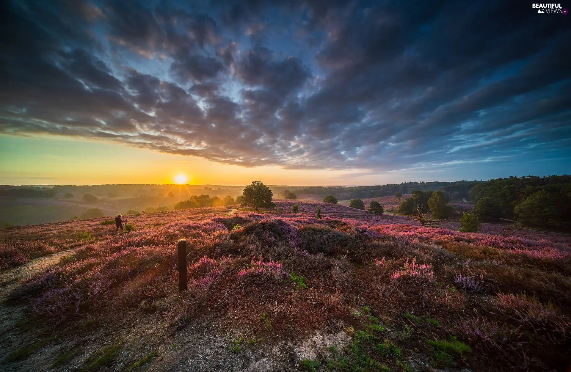 heathers, heath, trees, viewes, Province of Gelderland, Netherlands, Sunrise, Veluwezoom National Park, clouds