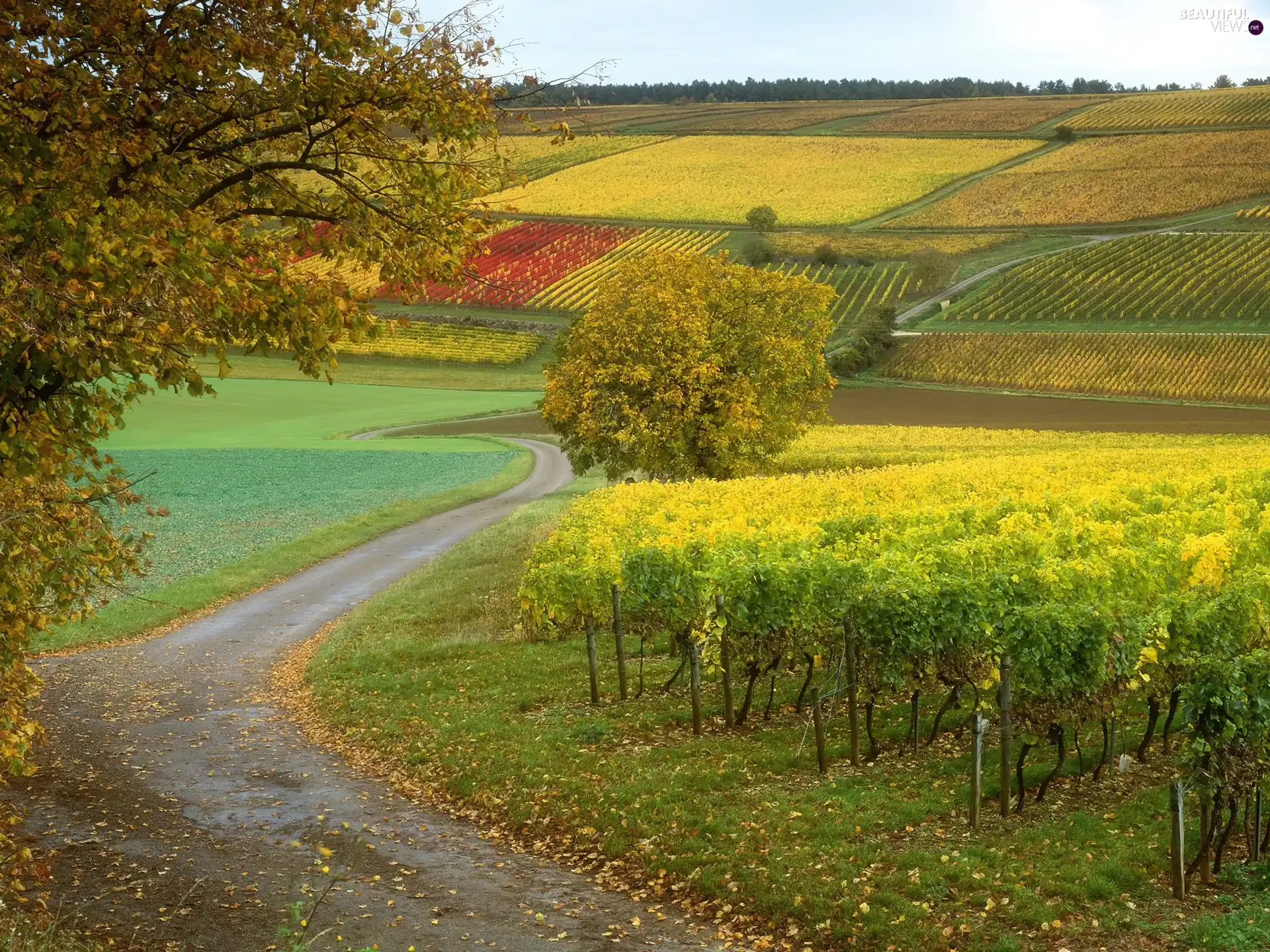 Vines, Way, Field