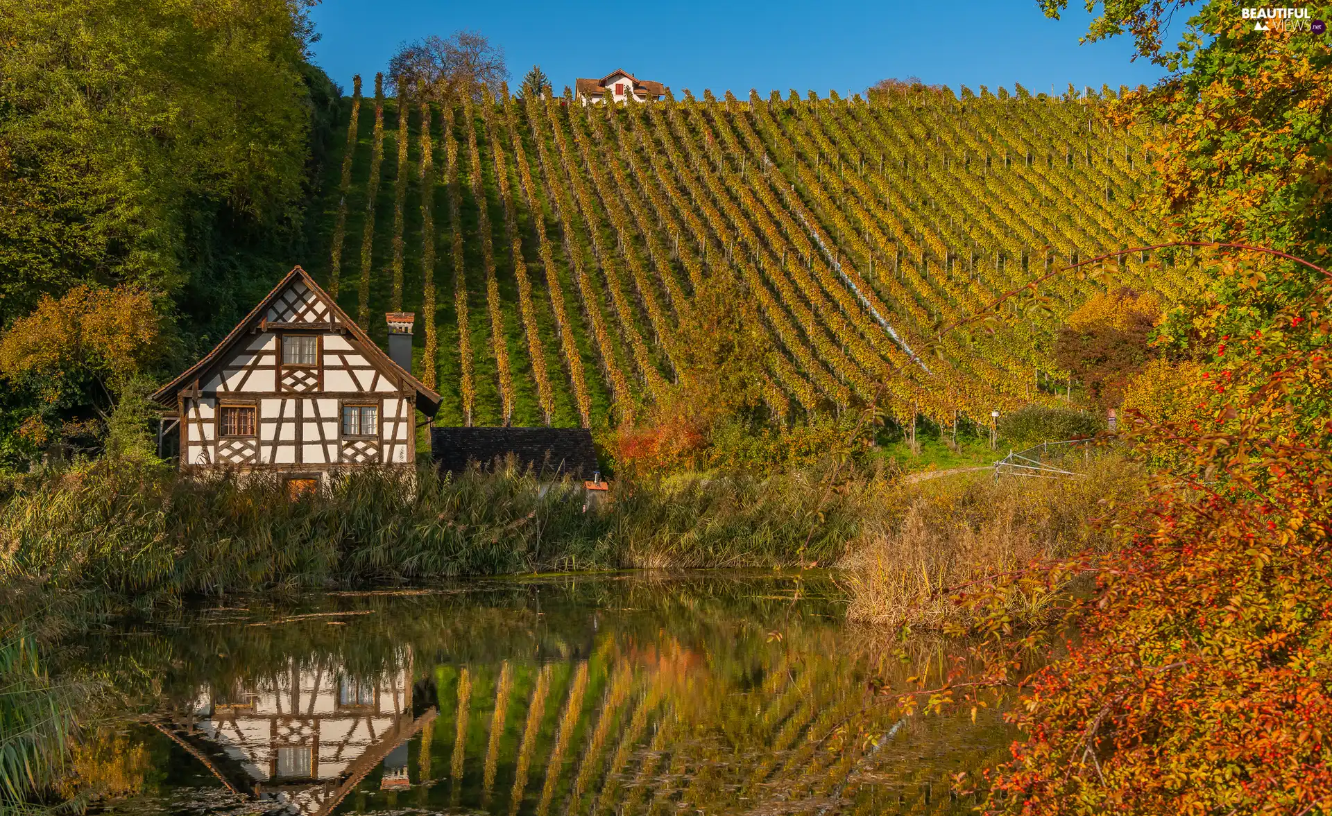 The Hills, autumn, Pond - car, scrub, house, vineyards
