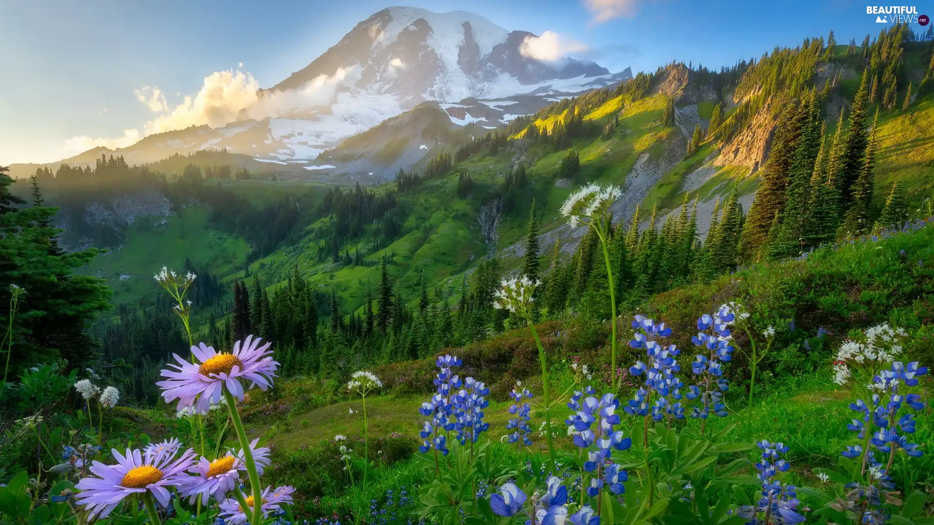 lupine, Stratovolcano Mount Rainier, Mountains, Washington State, purple, Meadow, Mount Rainier National Park, The United States, Sunrise, Flowers