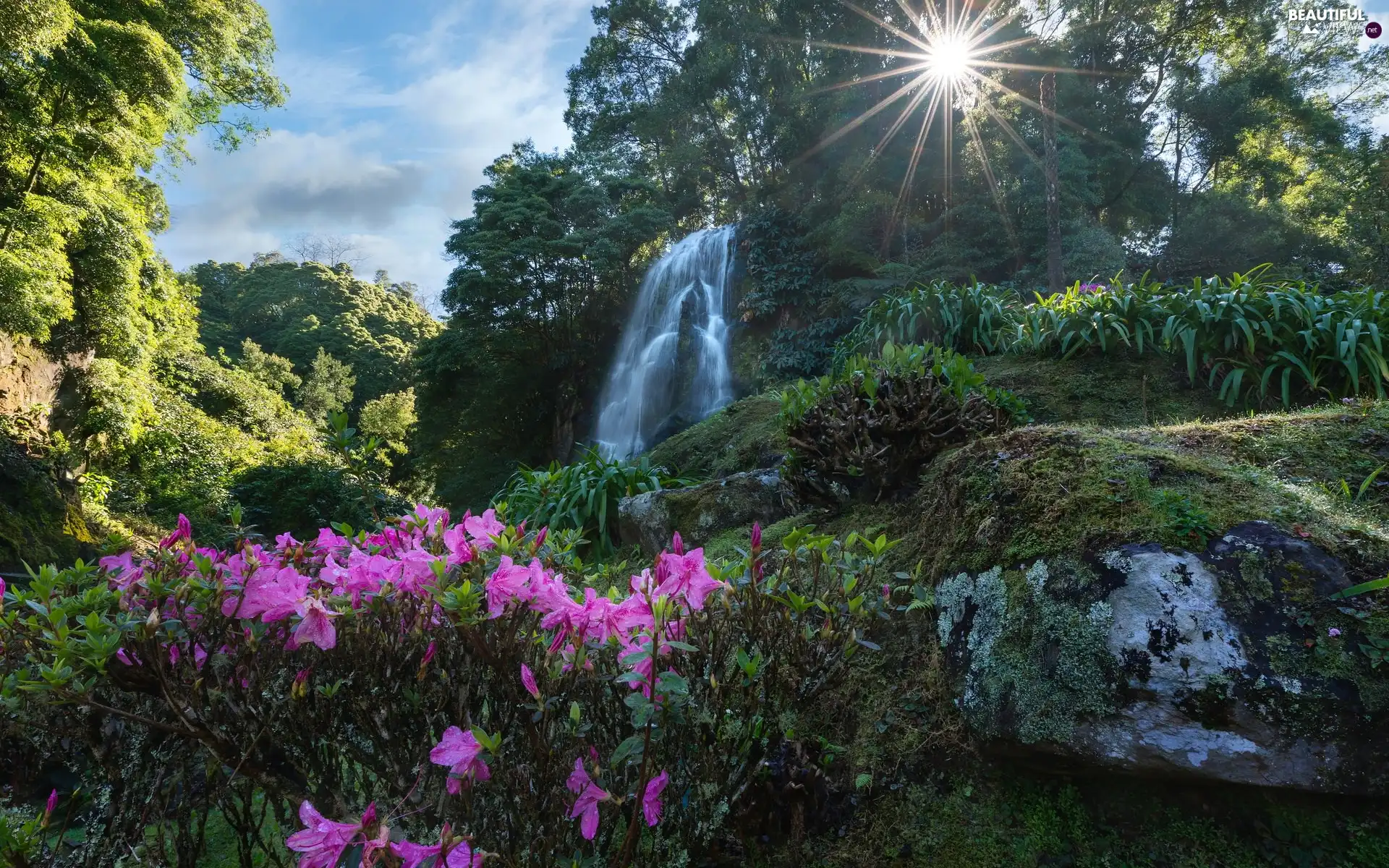 rays of the Sun, Rhododendron, rocks, VEGETATION, waterfall
