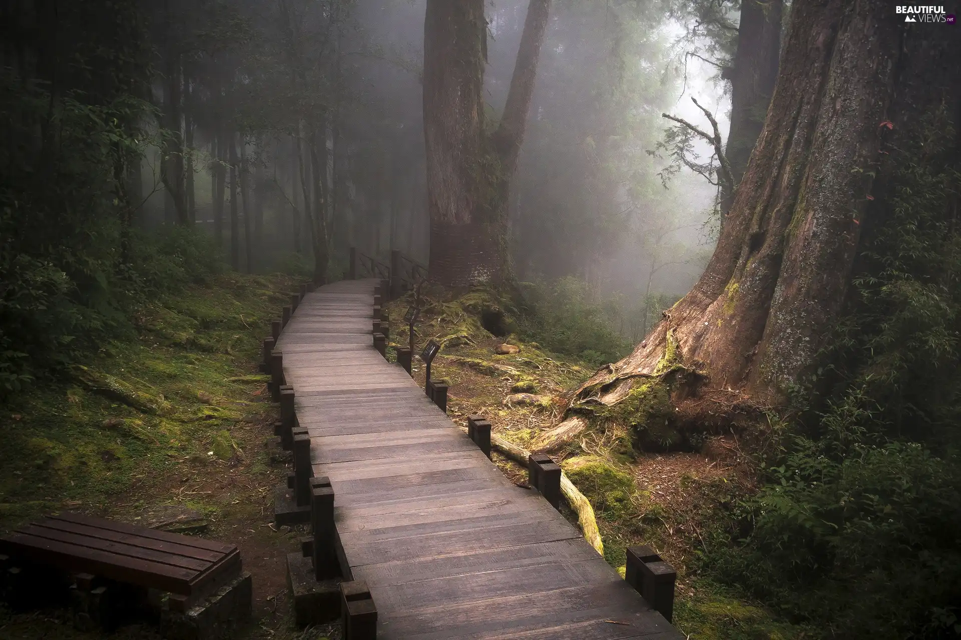 Way, forest, Fog