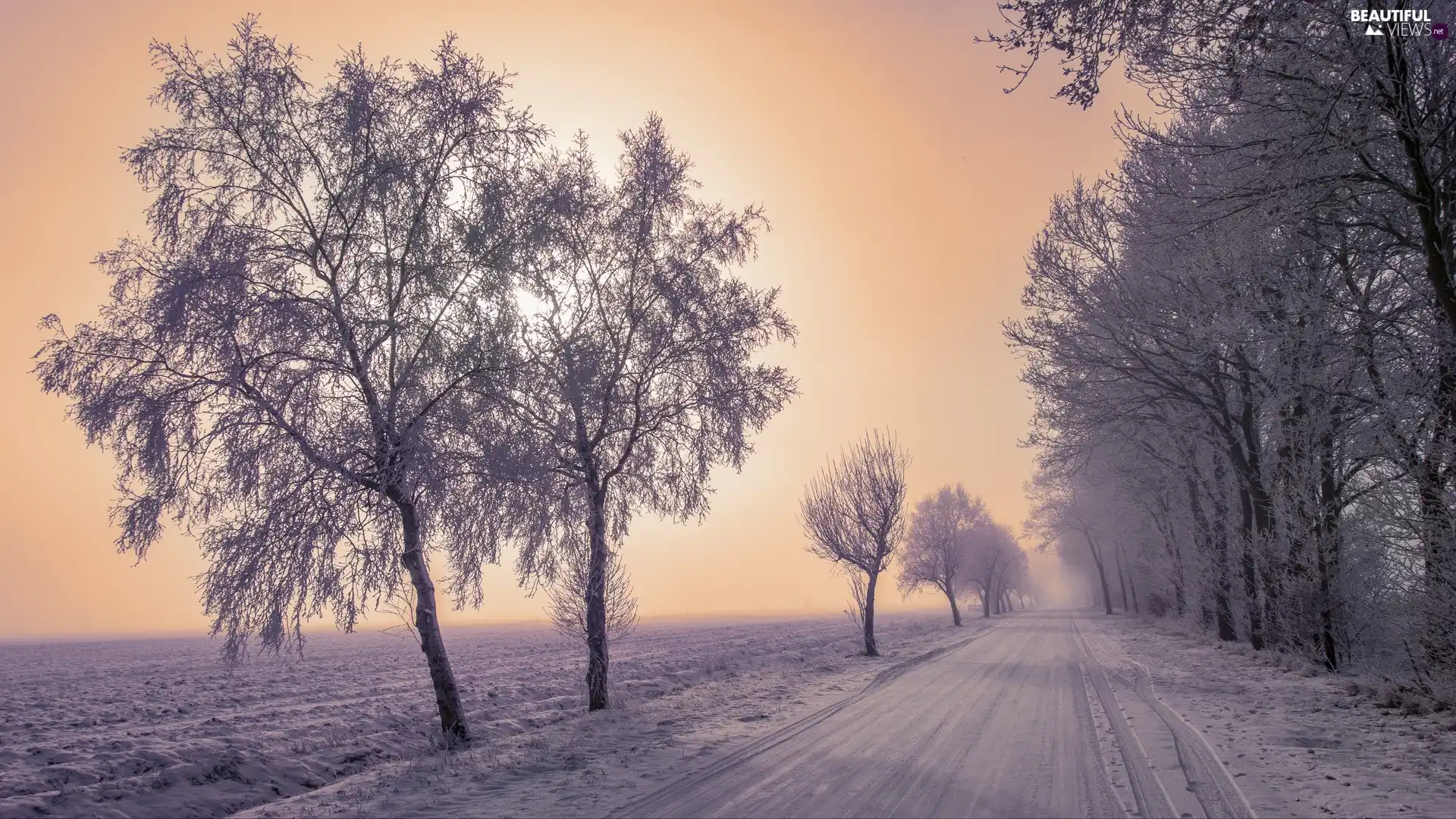 Way, trees, Fog, viewes, White frost, snow, winter, field