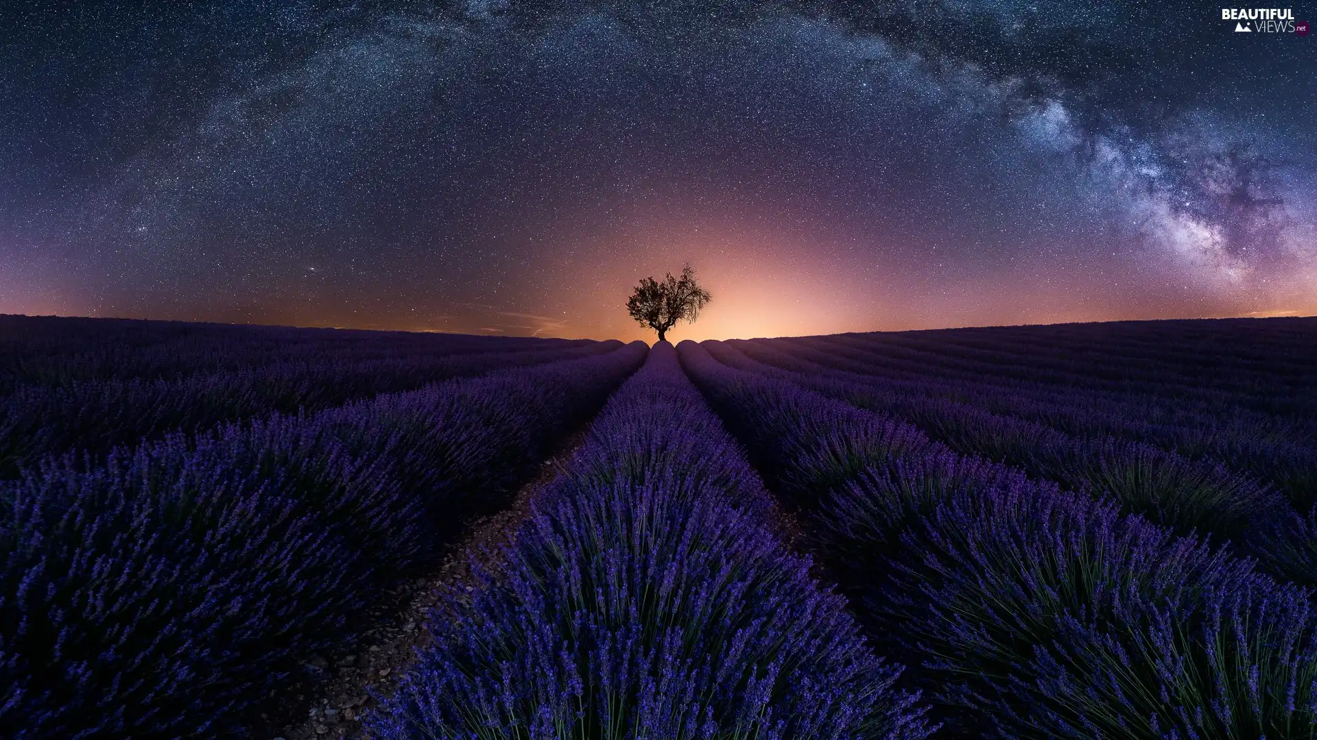 trees, Field, Star way, Night, star, lavender