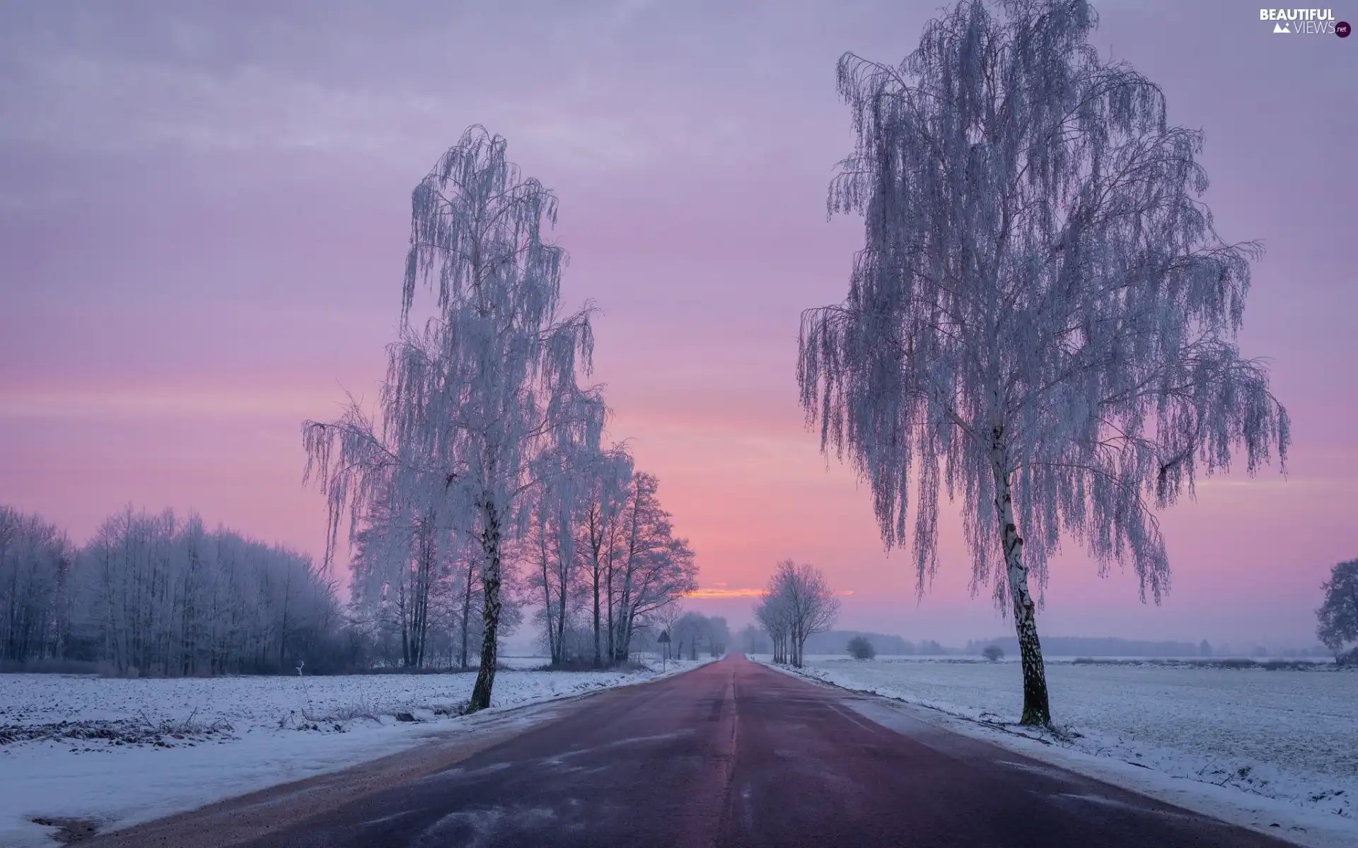 Way, winter, field, snow, morning, dawn, trees, viewes, frosty