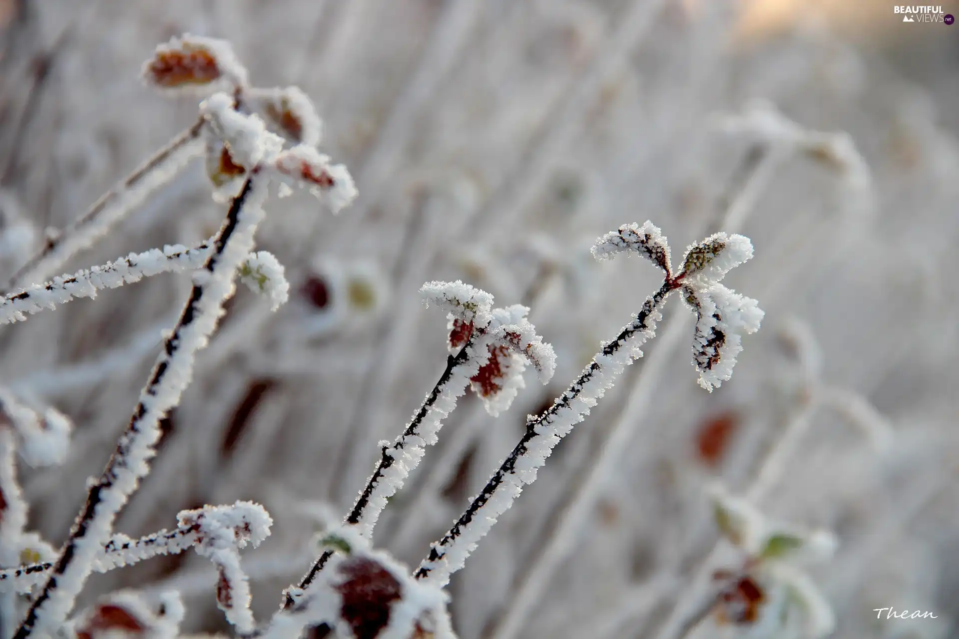 Twigs, Frost, White frost, leaves