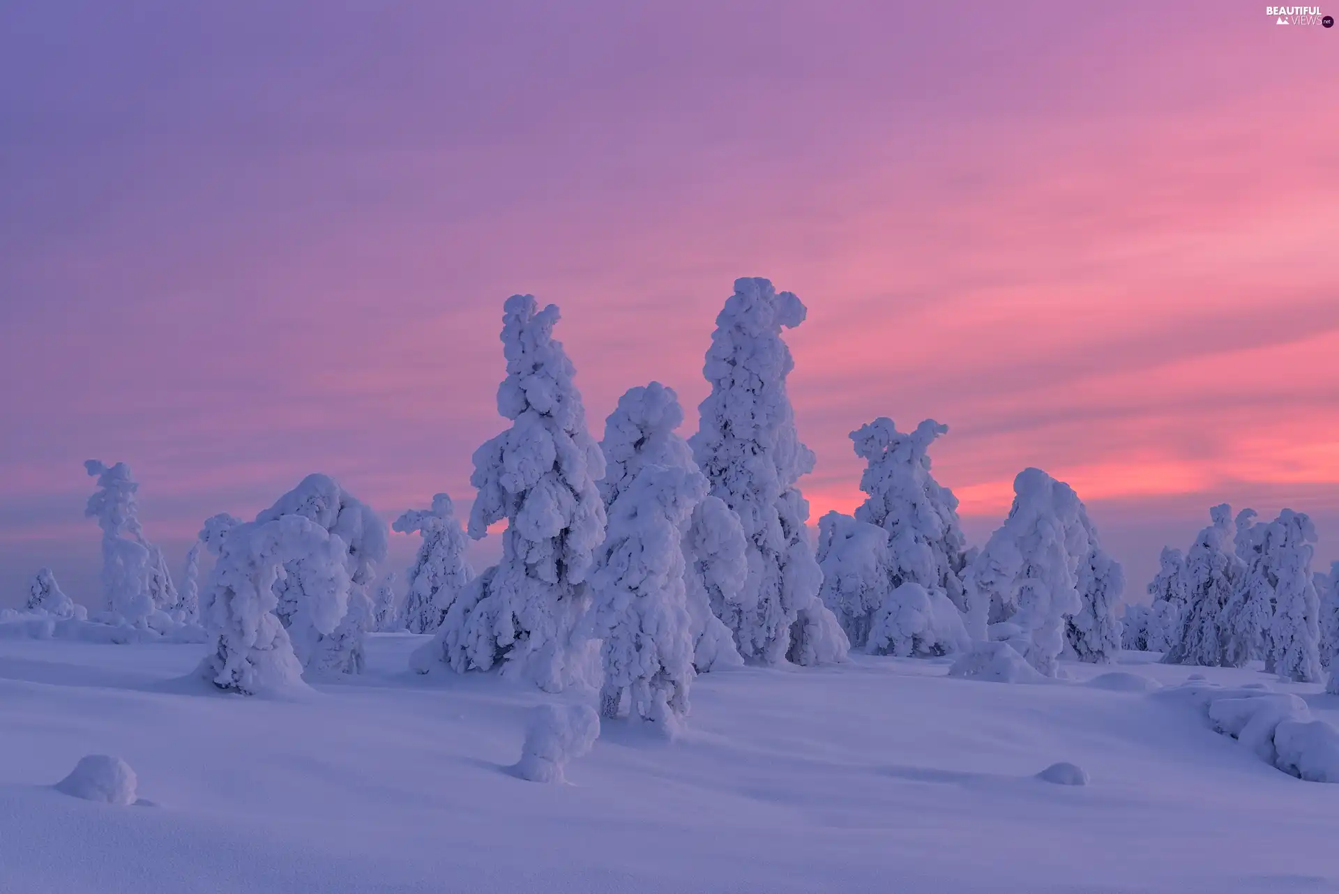 trees, winter, Great Sunsets, viewes