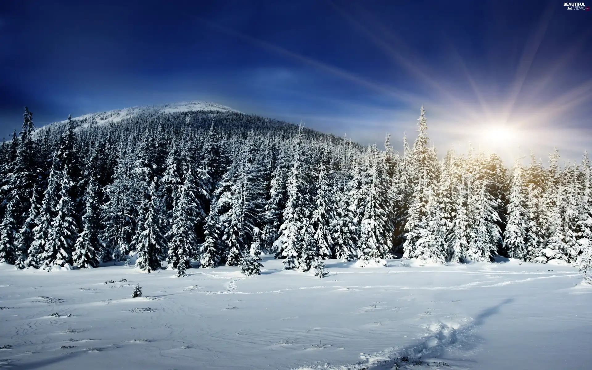 rays, forest, winter, sun