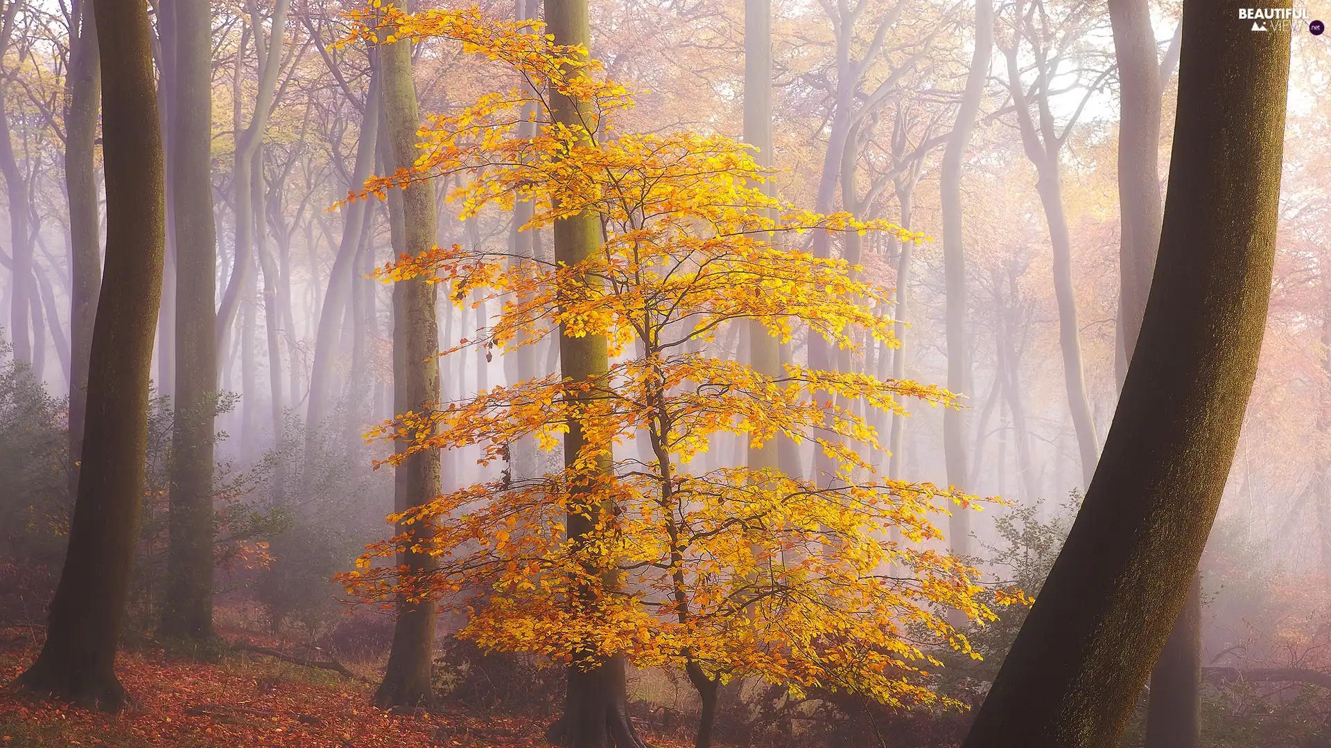 Fog, forest, Leaf, Yellow, trees, autumn