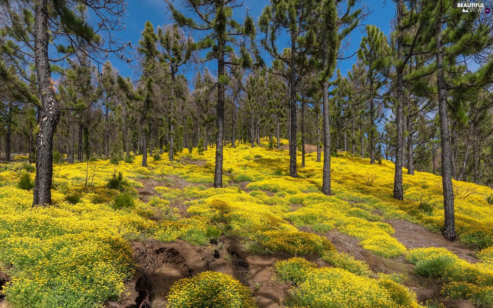 forest, Cumbre Vieja Nature Park, pine, Yellow, Canary Islands, Spain, Black Medick, La Palma Island, Flowers