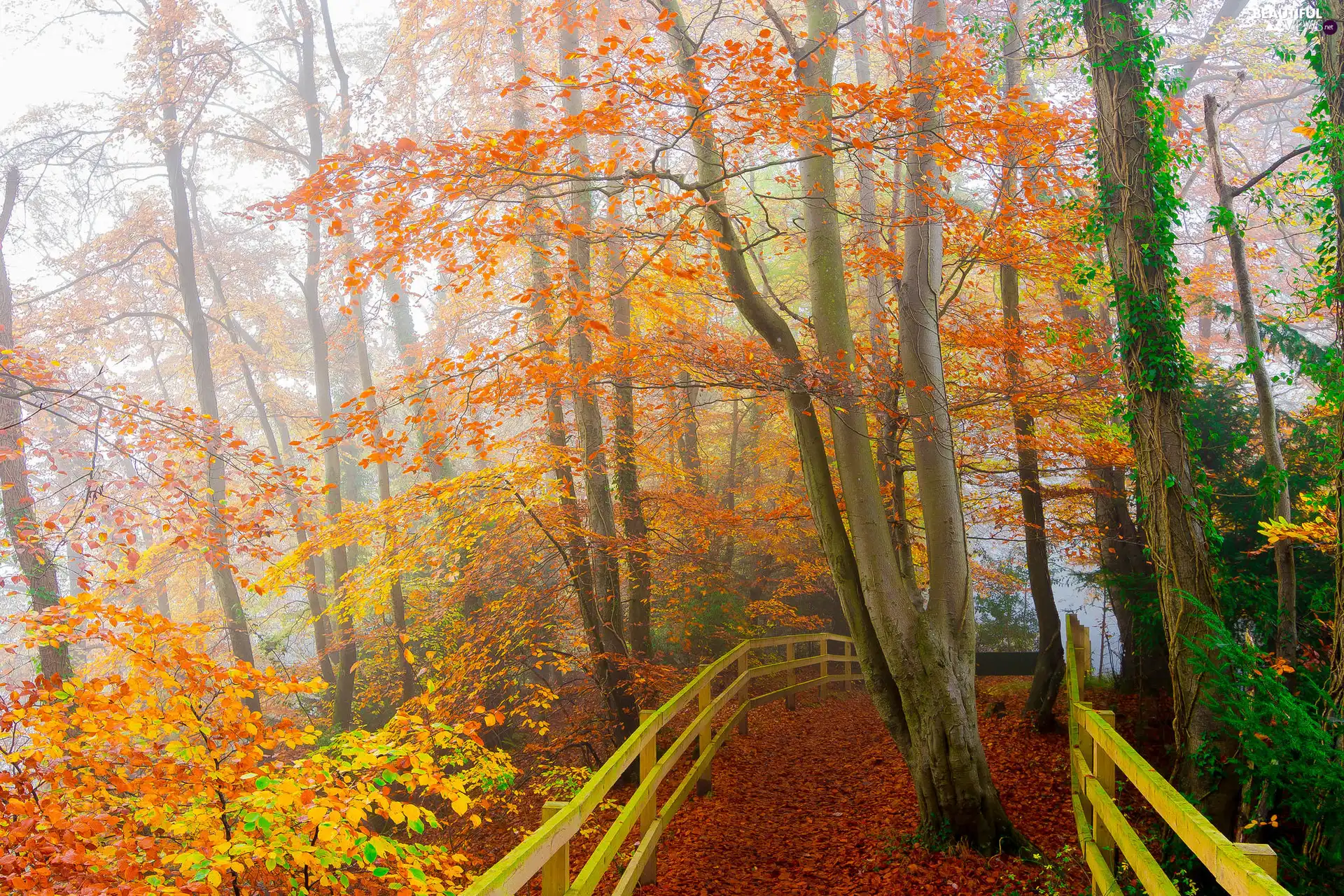 autumn, Path, Fog, fence, Leaf, viewes, trees, Yellowed