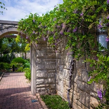 Garden, wall, acacia, entry