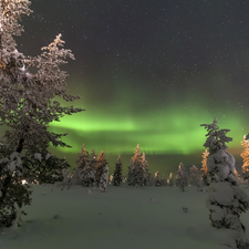 viewes, winter, Spruces, aurora polaris, Snowy, trees