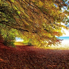 Coast, viewes, autumn, trees