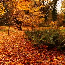 viewes, Garden, autumn, fern, Leaf, trees