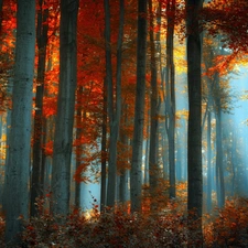 autumn, forest, Fog