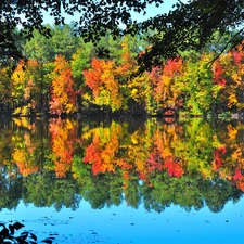 Autumn, forest, trees, viewes, lake