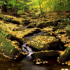 forest, Stones, autumn, stream