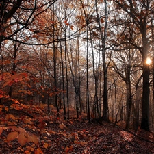 forest, sun, autumn, rays