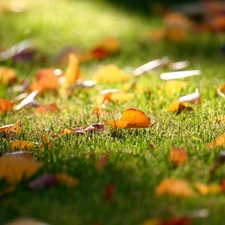 autumn, Leaf, grass